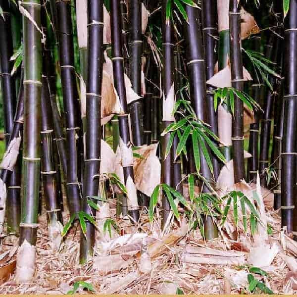 Timor Black Bamboo 200mm pots
