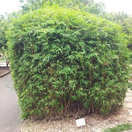 Green Hedge Bamboo