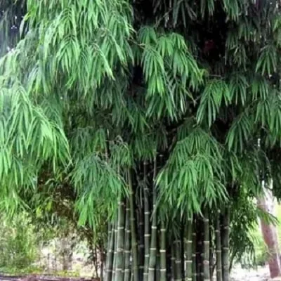Bambusa nana bamboo 200mm pot