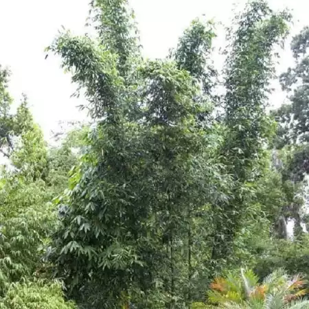 Bambusa oldhamii bamboo in 100mm MAXI pot