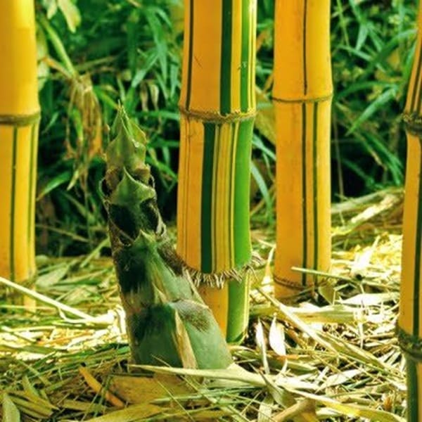 Painted Bamboo 100mm pot