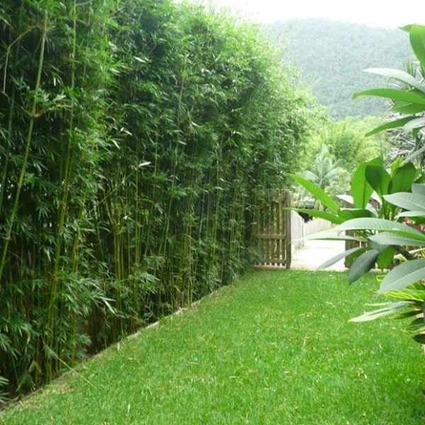 Slender Weavers Bamboo Plants Gracilis 200mm pots 1.3-1.8m