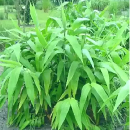Tiger Grass Plants Like Clumping Bamboo Sydney Bamboo
